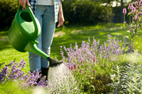 7 tips voor wijs omgaan met water in de tuin